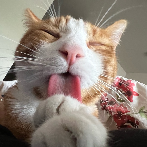 Meet your Posher, Jamie - Picture 1 of 1